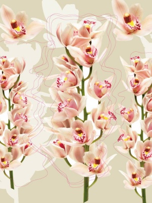 Дизайнерские фотообои Lavmi orchid